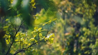 energy stocks set to rise